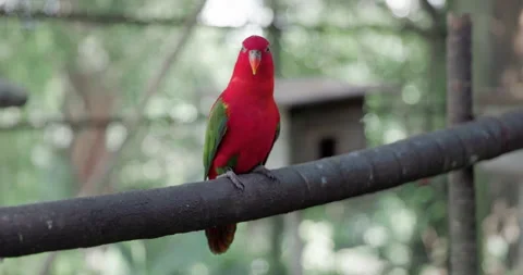 Chattering Lory parrot on branch Stock-Footage 331592555