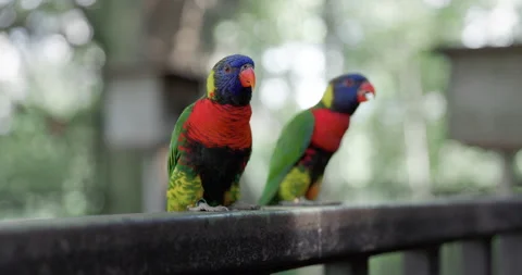 Chattering Lory parrots on a branch Stock Footage 336207950