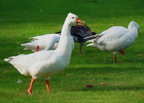 Chattering white goose Stock Photos