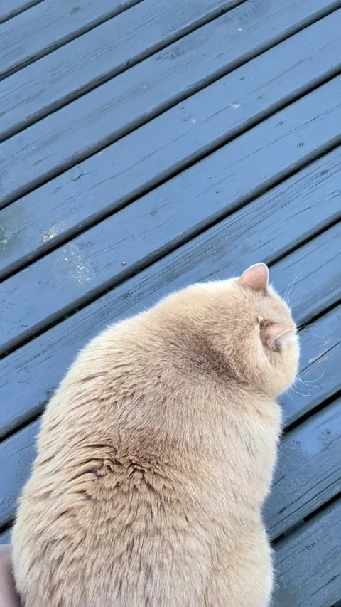 Chatty Chonky Kitty, Alberta, Canada - 23 Jun 2026 Stock Footage 339976466