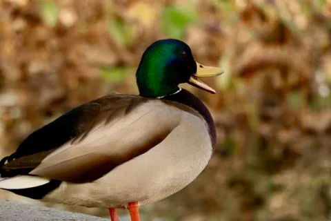 Chatty Duck Foto stock