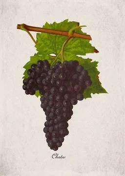 Chatus Classic Dark Wine Grape Variety, Botanical Illustration Stock Illustration