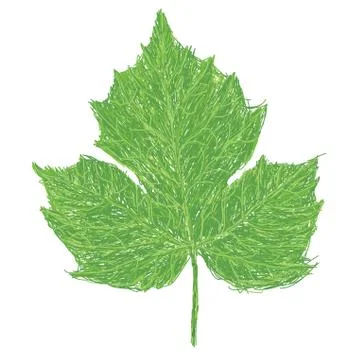 Chaya leaf Stock Illustration