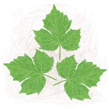 Chaya leaves Stock Illustration