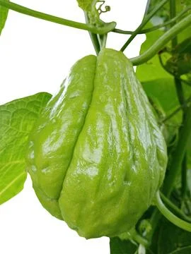 Chayote fruit recently Stock Photos