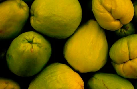 The Chayote Gathering Stock Photos