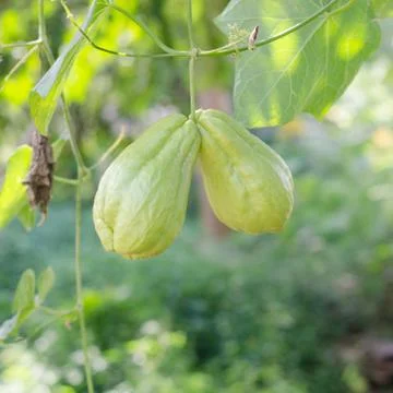 Chayote growing on vine Stock Photos