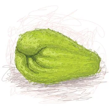 Chayote Stock Illustration