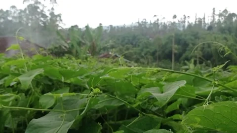 Chayote Leaf Stock Footage 234213976