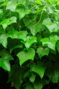Chayote Stock Photos