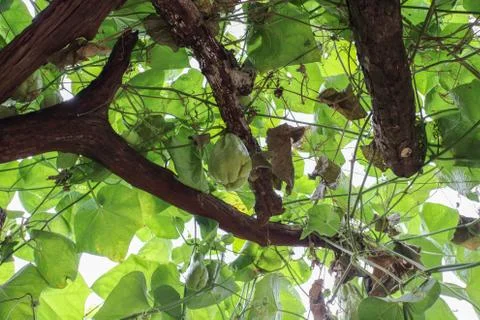 Chayote 库存照片