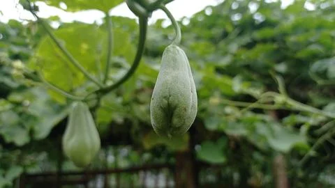 Chayote Stock Photos
