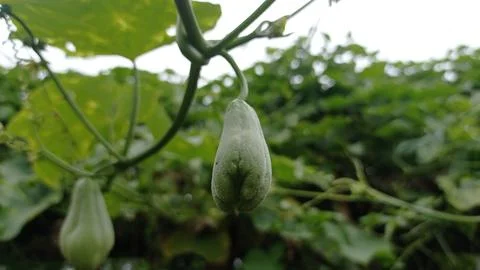 Chayote Stock Photos
