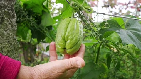 Chayote ripening on the tree, checking if it can be picked. Air potato in the Stock Footage 218477115