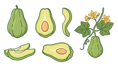 Chayote Squash Vector Set with Whole Cut and Plant Stock Illustration