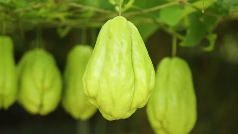  chayote on the tree, chayote in the farm Stock Footage 310355559