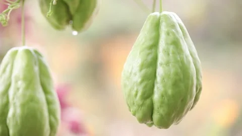  chayote on the tree, chayote in the farm Video stock 310355564