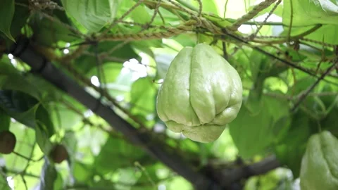 Chayote on the tree, chayote in the farm Video stock 310355569