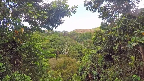 Chazal, Mauritius - August 21 2016: Woman enjoying zip lining 動画素材 89944852
