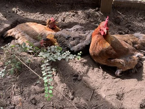 Chcickens /hens dust bathing Stock Photos