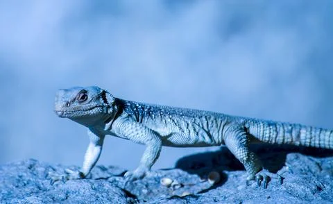 Cheat Chameleon In The Desert Stock Photos