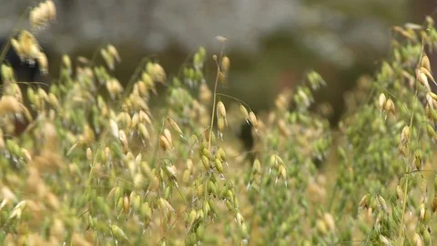 Cheatgrass Weeds Blowing In Wind Stock Footage 119003212