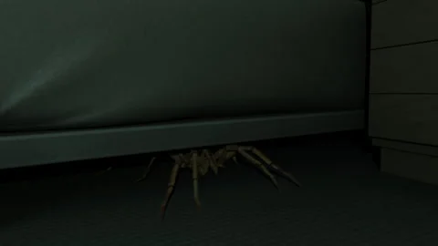 Check for Bedbugs Stock Footage 251241322