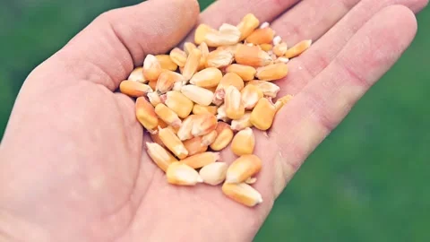 Check corn grains  in hand Stock Footage 148244051