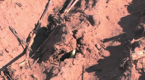 Check for cotton seed germination Stock Footage 27421084
