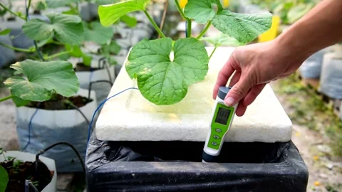 Check EC value of of water bin of hydroponics system Stock Footage 171450515