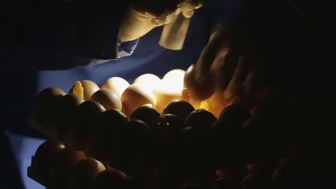 Check egg embryo with a lamp Stock Footage 76971151