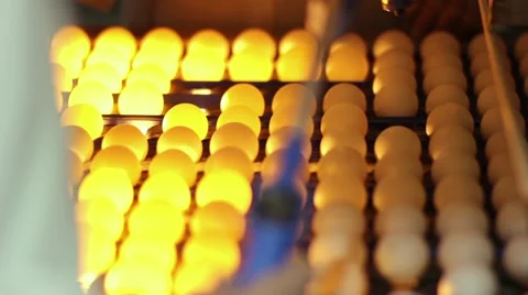 Check Eggs Chicken Farm Stock Footage 62733757