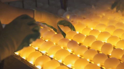 Check eggs to light for cracks on line, with help of employee Stock Footage 64268008