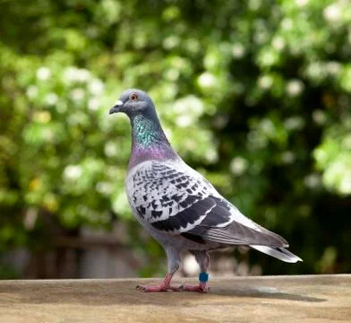 Check feather pattern of homing speed racing pigeon on loft roof 스톡 사진