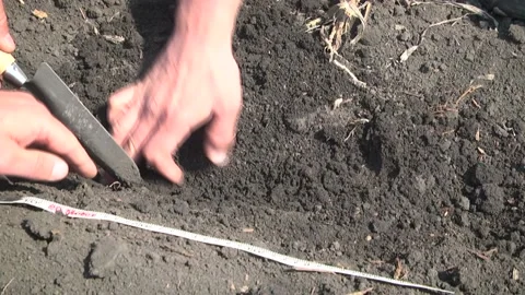 Check the grain in the ground. Farmer Stock Footage 106930027