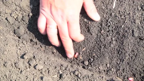 Check the grain in the ground. Farmer Stock Footage 106930198