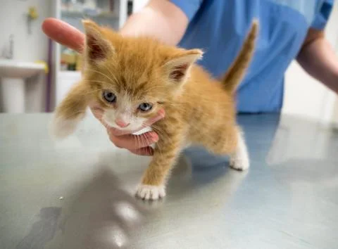 Check the kitten at the vet. Stock Photos