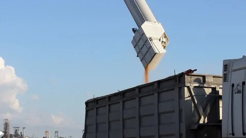 Check loading grain onto a truck using a conveyor machine. Sea export. Agricultu Stock Footage 118985410