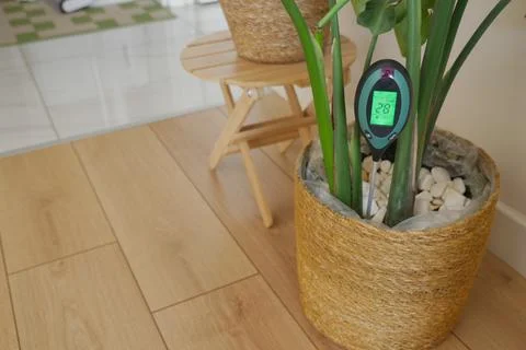 Check the moisture and temperature of potted plants indoors Stock Photos