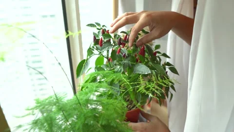 Check my chilli Stock Footage 147069397