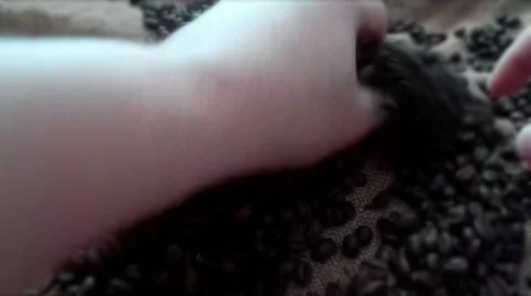 Check the quality of the coffee roasting Video stock 68417425