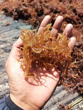 Check the quality of seaweed. Stock Photos