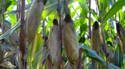 Check the ripe corncobs Stock Footage 31463800