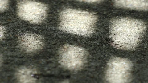 Checked pattern shadow of Chinese fan palm leaves swaying on weathered gravel co Video stock 130928819