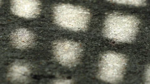 Checked pattern shadow of Chinese fan palm leaves swaying on weathered gravel co Video stock 130929736