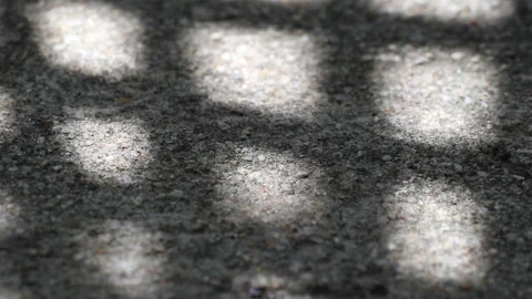 Checked pattern shadow of Chinese fan palm leaves swaying on weathered gravel co Video stock 130930526