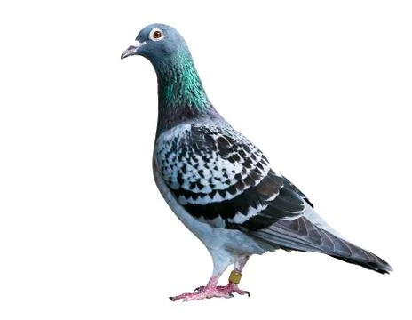 Checker feather pattern of homing speed racing pigeon isolate white backgroun 스톡 사진