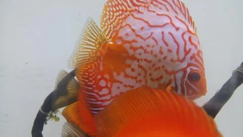Checkerboard discus in aquarium Foto stock