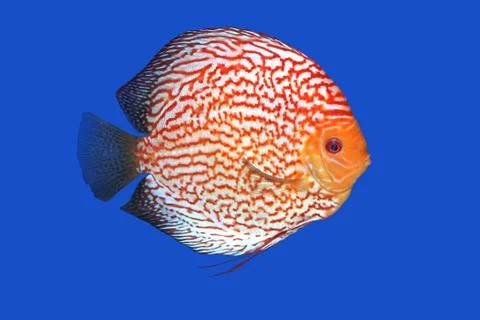 Checkerboard Discus fish Stock Photos