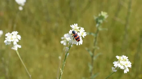 Checkered beetle Stock Footage 155184021